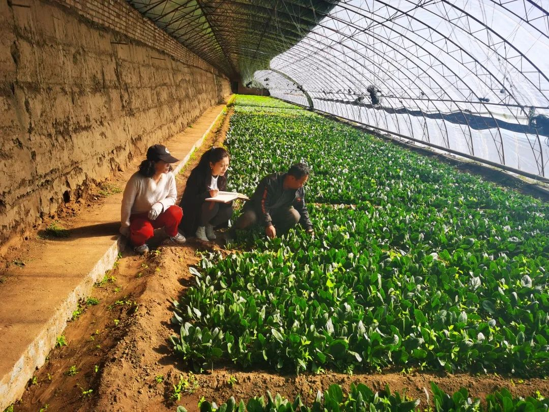 4亩大棚一年能挣多少钱 蔬菜大棚造价多少钱一平方米